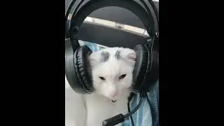 Nafeesisboujee - Stephanie (Slowed, 1H)