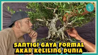 Bonsai santigi gaya formal || Wow akarnya keliling