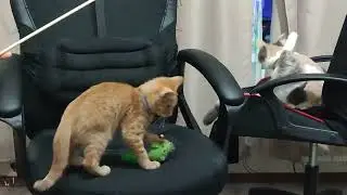 ЗАХОДИ ПРОСТО ТАК 😉РЫЖИК 🐱