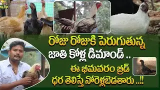 పెరుగుతున్న జాతి కోళ్ల డిమాండ్ | Demand For Bhimavaram Breed Chickens | Breeds | Rythanna Nestam