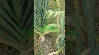 hg1 garlic in Pakistan#g1garlic #freshgarlic #farming #g1farming #narcg1 #agriculture #pakistan g1