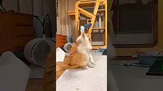 Cat and it&rsquo;s new toy🤣😾🐈 #funny #animallife #funnyanimal #youtube #cat #catvideos #catlovers