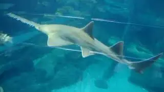 Sawfish, Shark, and Fish at the Melbourne Aquarium