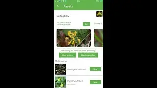 PlantSnap identifies a Yellow Fumewort (Corydalis flavula)