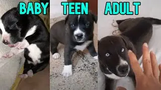 Pitbull & Huksy Mix GROWING UP 