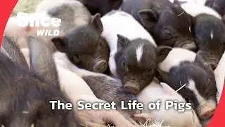 The Untold Stories of Pigs | SLICE WILD