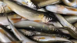 能登　里山の小川で天然アユを釣り、能登の恵みをいただく。