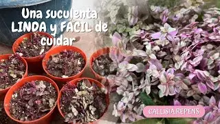 La CALLISIA REPENS creció un MONTÓN- Reproducción y cuidados básicos // Jolujim