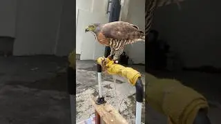 Alap-alap Crested Goshawk #lionelaquatic #burungpredator #crestedgoshawk #alapalap