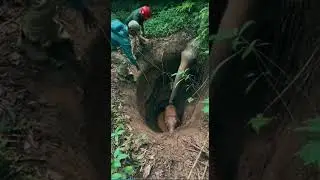 &ldquo;She Trusted a Stranger &mdash; A Mother Elephant&rsquo;s Quiet Moment&rdquo; #animals #rescueefforts #rescue
