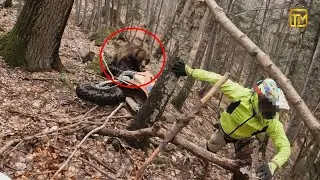 ТОП-10 реальных моментов нападений медведей на людей, запечатленных на камерах видеонаблюдения