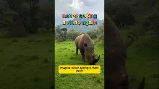 Why Saving Rhinos Will Save Humanity