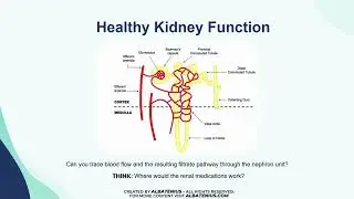 Healthy Kidney Function