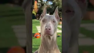 Top 3 Rarest & Most Unique Doberman Colors (Part 2)