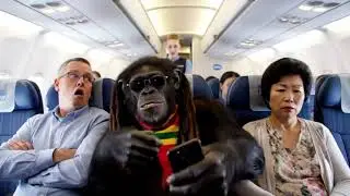 Rasta monkey back from united state 😂
