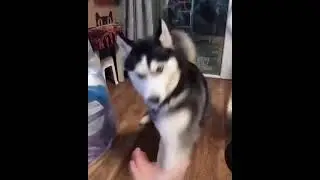 A Highly Energetic Husky.