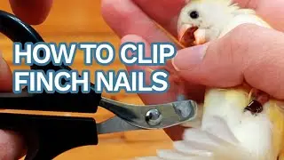 How to Clip Finch & Canary Nails ✂️