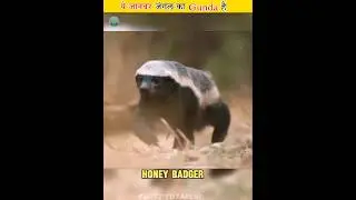 This animal is a jungle bully || #shots