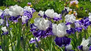 Schreiner's Iris Gardens | Oregon
