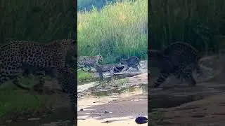Honey badger 1 vs 3 move🐅#wildlife #wildlifephotography #wildwatch #youtubeshorts #shorts