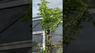Wood Apple/ kothbel tree in Florida, USA