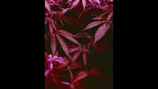 Chris Webby -  La La La (slowed)