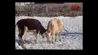 digor kocakoyde susuzluk feryadı www kha com tr kafkas haber ajansı kha