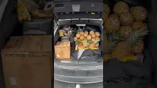 🚗💨 309,000-Mile TESLA: The ULTIMATE Health & Freedom Mobile! 🍍🥗⚡