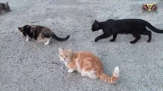 Angry Black Cat and Cute Cats are Eating Food.  #cutecats,  #hungrycat, #catfood, #happycats,