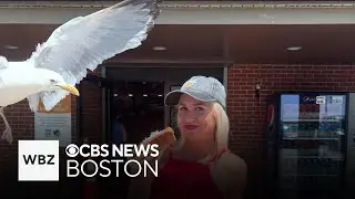 Seagull swoops in mid-photo and steals hot dog from woman in Boston