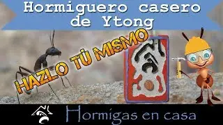 🐜🏠 Hormiguero casero de Ytong ( Sorteo )| Hormigas en casa ✅