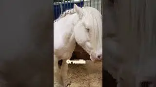 I know the the first horse is chestnut don&rsquo;t worry x ❤️ #cute #horse