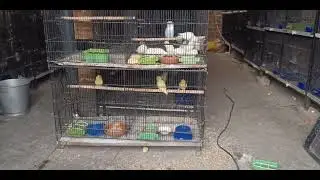 How to produse produce expensive mutation blue2