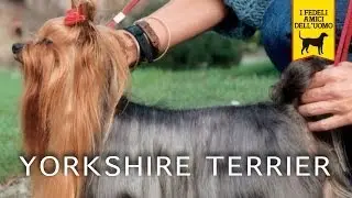 YORKSHIRE TERRIER trailer documentario