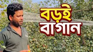 লাভজনক বড়ই বাগান | মানিকগঞ্জের গাছ বাড়ি কৃষি খামার | Boroi Farming Bangladesh