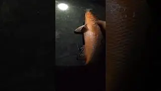 Snapper Fish caught on a Jelly Shrimp🎣🐟 #fishing #rodfishing #snapperfishing #snapperfish