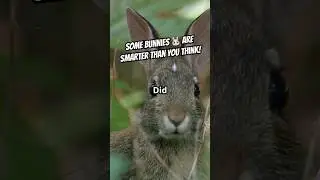 🧠🐇 Some Bunnies Are Way Smarter Than You Think