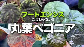 フートエンシスだけじゃない⁉︎かわいい丸葉のベゴニアをご紹介！