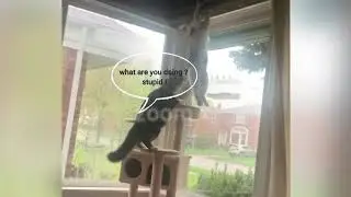 cat hanging on ceiling catching mouse #shorts