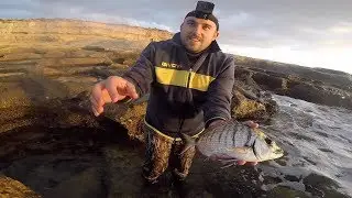 Mega Sea Bream to start 2019 - Catch and Release