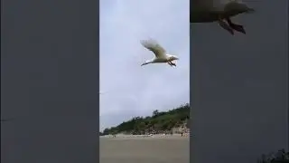 Duck can fly 😨 #cute #birds #duck #white #nature #seabeach #shorts #funny #fly #shortvideo