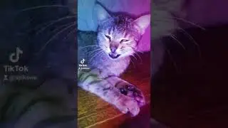 Cat Steel Soul