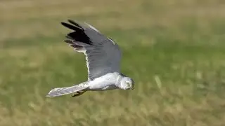 Степной лунь (англ. Pallid harrier)