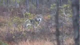 Vargvalpar i norra V&auml;rmland