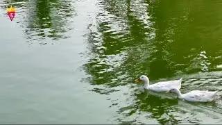 The Ducks & Pond @ Butterfly City