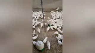 متخصصون فى تأسيس مزارع الحمام اللاحم