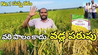 No.1 సన్న రకం వరి విత్తనాలు || Mallika Paddy Seeds || Mallika Sannarakam #paddyseeds