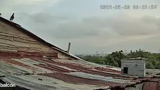 zuritero dominicano,  el jabal&iacute; trayendo Zurita.