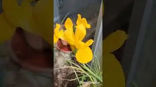 🏵 Orange Dutch beauty iris #shorts #australia #birds #iris #flowers #garden