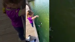 Hana feedings the ducks 😋🦆 #ducks #dubai #seagull #fivelittleducks #hana